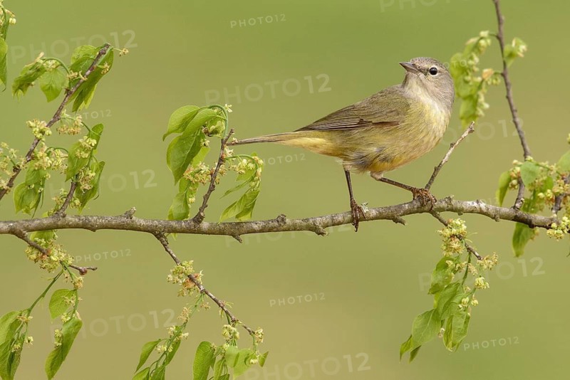 Orange-crowned Warbler (Leiothlypis celata), Texas, USA