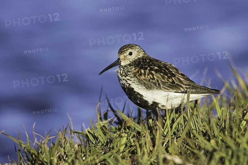 Dunlin (Calidris alpina), Iceland