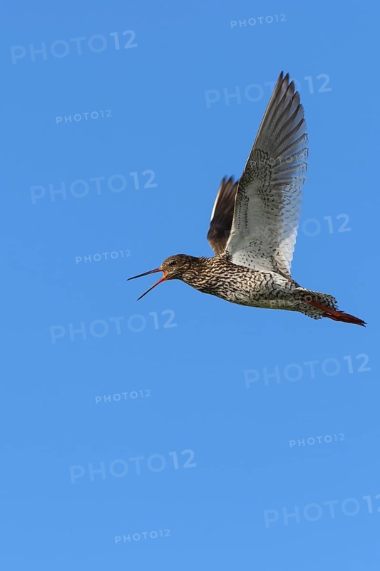 Common Redshank (Tringa totanus) calling in flight, Lower Saxony, Germany