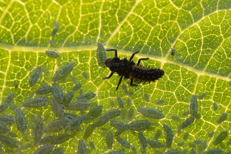Harlequin ladybird or ladybug (Harmonia axyridis) adult insect larva and Plum aphid (Hyalopterus pruni) aphids on a plum tree leaf in summer, England, United Kingdom