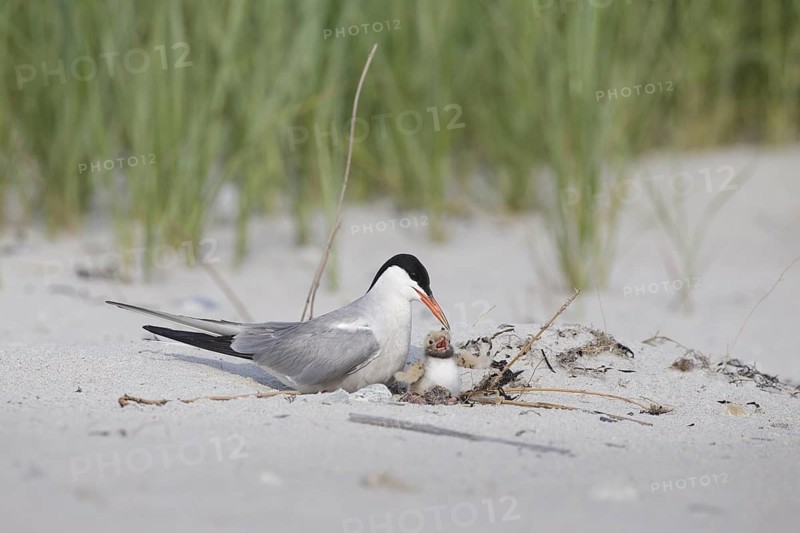 Common Tern (Sterna hirundo) with chick on beach, Massachusetts, USA