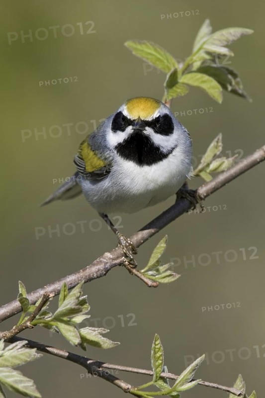 Golden-winged Warbler (Vermivora chrysoptera), Ontario, Canada