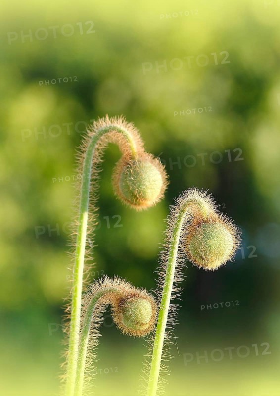 Iceland poppy (Papaver nudicaule), buds, in the evening light, North Rhine-Westphalia, Germany