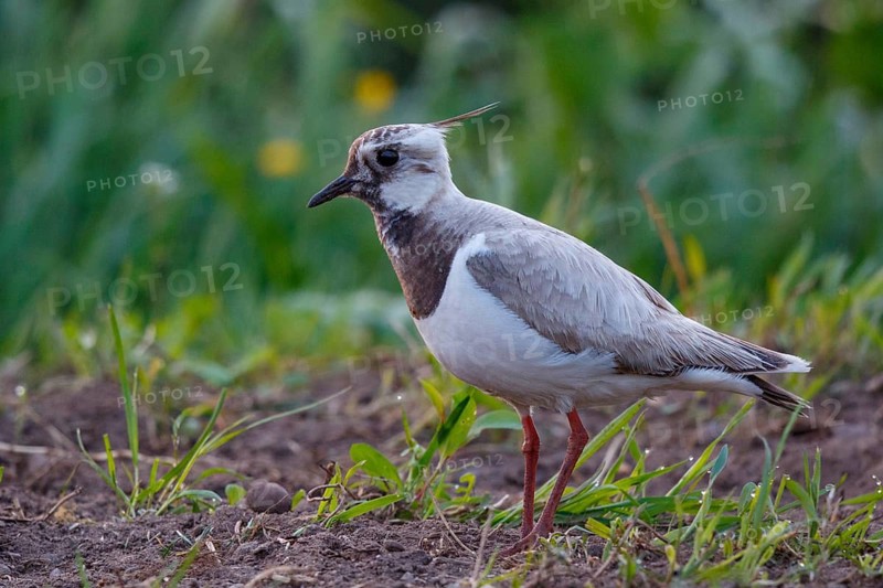Northern Lapwing (Vanellus vanellus) partial albino, Netherlands