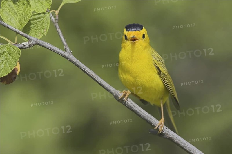 Wilson's Warbler (Cardellina pusilla) male singing, British Columbia, Canada