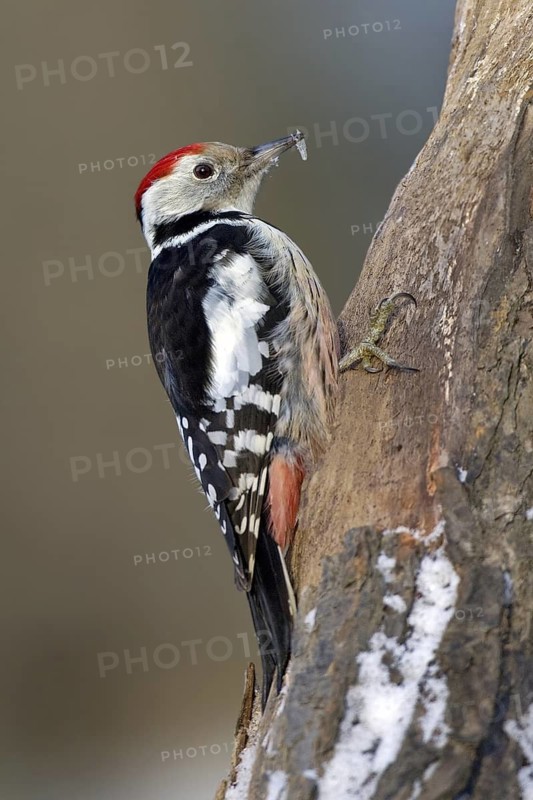 Middle Spotted Woodpecker (Dendrocoptes medius), Saxony-Anhalt, Germany