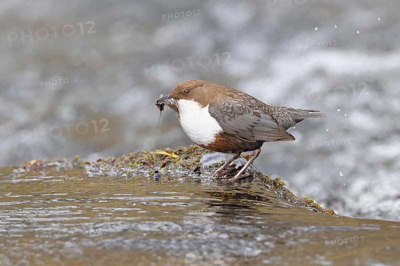 White-throated White-throated Dipper (Cinclus cinclus) standing with prey on a stone in the middle of a stream, the only native songbird that can also dive, wildlife, native nature, Wilnsdorf, North Rhine-Westphalia, Germany