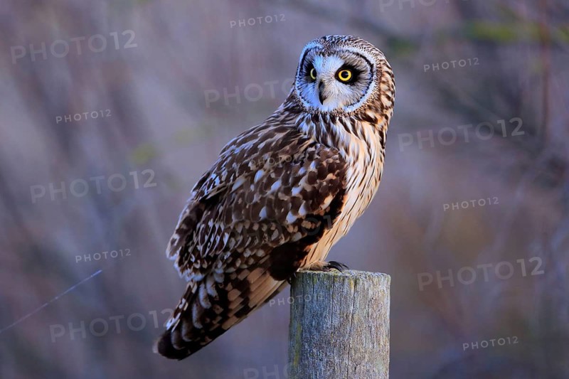 Short-eared Owl (Asio flammeus) perched on a pale, Andalusia, Spain
