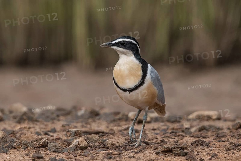Egyptian Plover (Pluvianus aegyptius), Gambia