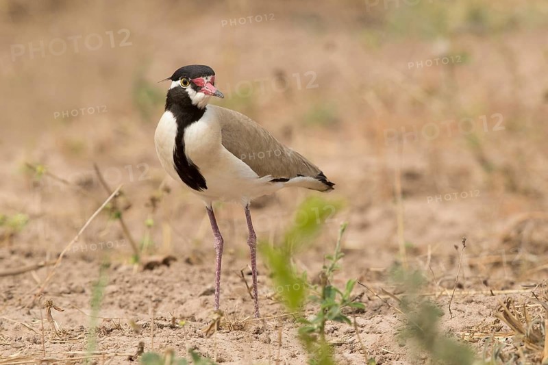 Black-headed Lapwing (Vanellus tectus), Gambia