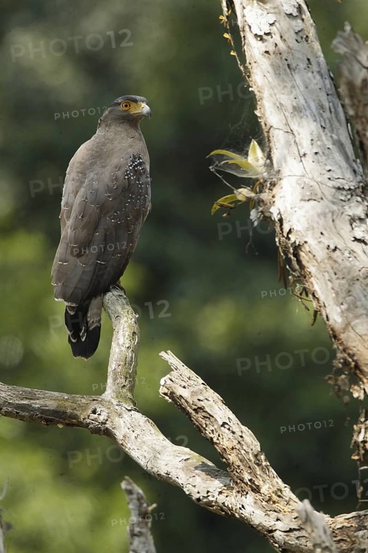 Crested Serpent Eagle (Spilornis cheela), Kaeng Krachan, Thailand