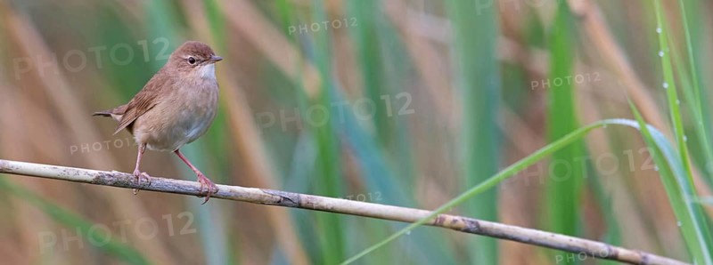 Savi's Warbler, Locustella luscinioides, Locustelle luscinioïde, Buscarla Unicolor, Eich-Gimbsheimer Altrhein, Worms district, Rhineland-Palatinate, Germany