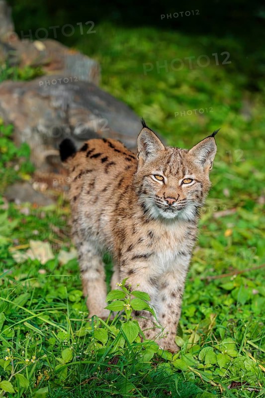 A young Eurasian lynx (Lynx lynx) sits on a meadow, stalking something