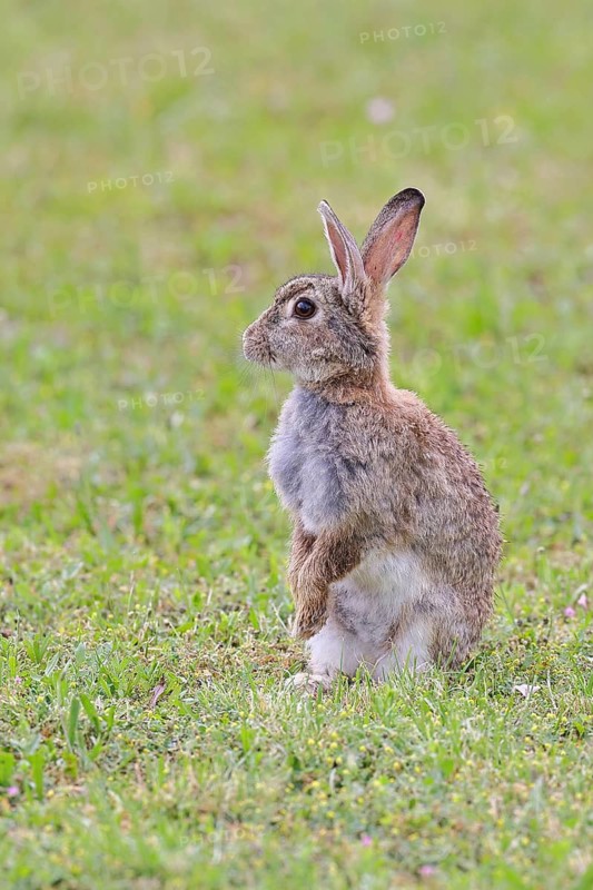 Wild rabbit (Oryctolagus cuniculus), sitting in a meadow, fully grown, alert, wildlife, animals, rodent, Podersdorf, Lake Neusiedl-Seewinkel National Park, Burgenland, Austria