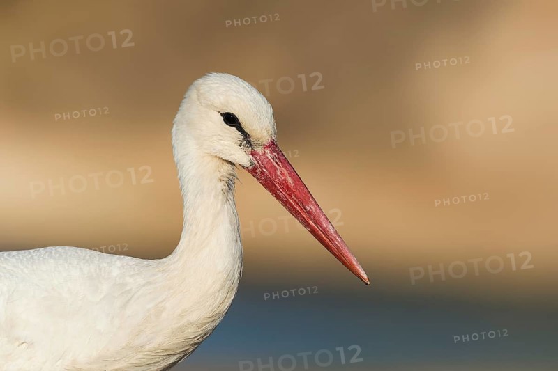 White Stork (Ciconia ciconia), Eilat, Israel