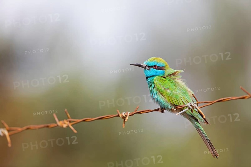 Emerald spint, Merops orientalis, Israel