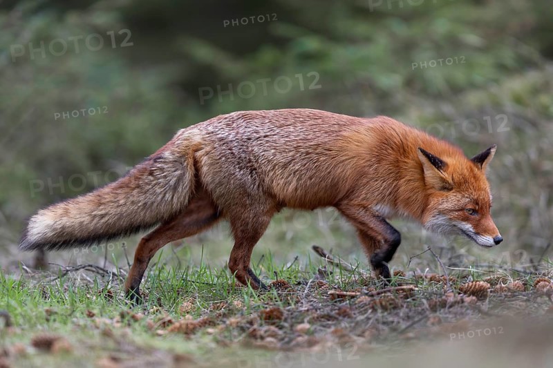 The red fox (Vulpes vulpes) never goes foraging in the forest without thinking, it always uses familiar changes, rearing cubs, April, Denmark