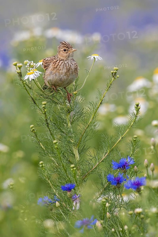 Eurasian Skylark (Alauda arvensis) perched in field, Poland