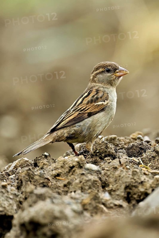 House sparrow (Passer domesticus), female standing on a field, Canton Aargau, Switzerland