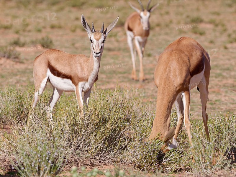 Springbok (Antidorcas marsupialis), young animal, standing in the grassland, looking at camera, alert, Kgalagadi Transfrontier Park, Northern Cape, South Africa