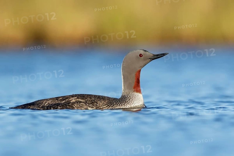 Red-throated Loon (Gavia stellata) in a pond near Nome, Alaska