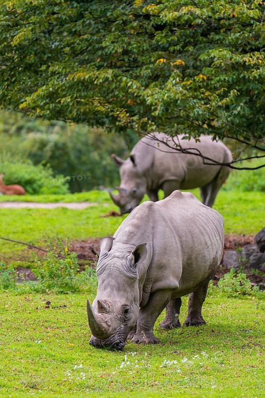 Two white rhinoceros (Ceratotherium simum) stand grazing on a fresh green meadow