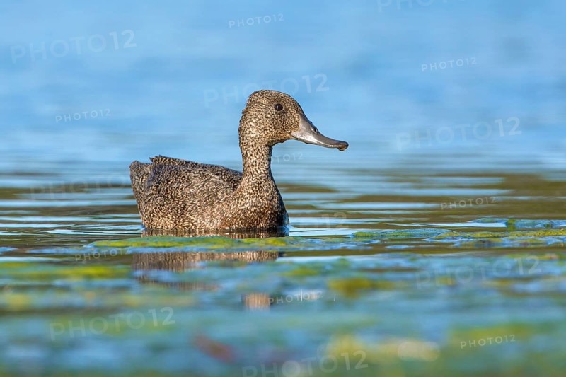 Freckled Duck (Stictonetta naevosa) female, Victoria, Australia