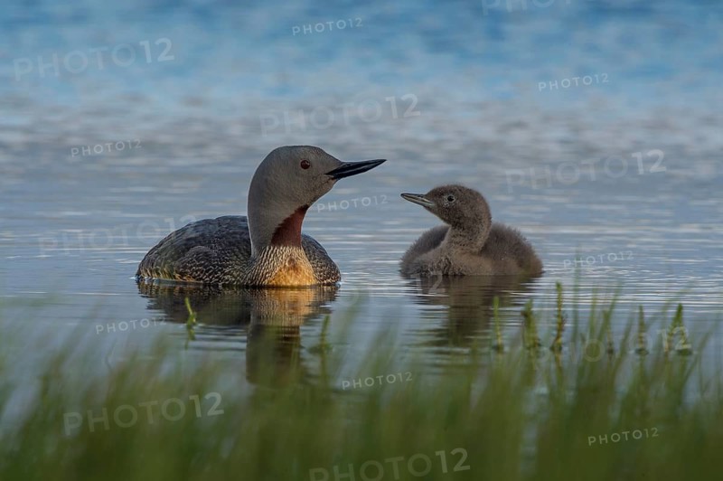 Red-throated Loon (Gavia stellata) with juvenile, Iceland