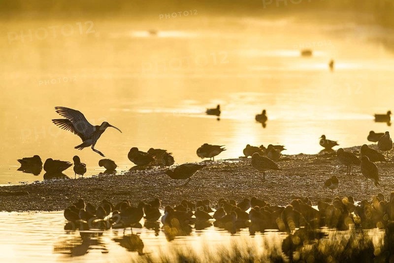 Eurasian Curlew, Numenius arquata, birds in flight over marshes at sunrise