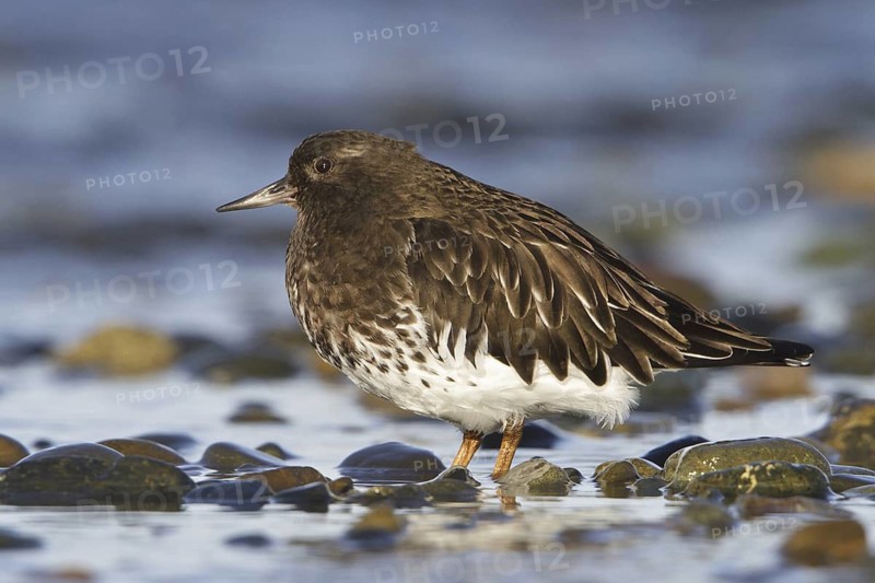 Black Turnstone (Arenaria melanocephala), British Columbia, Canada