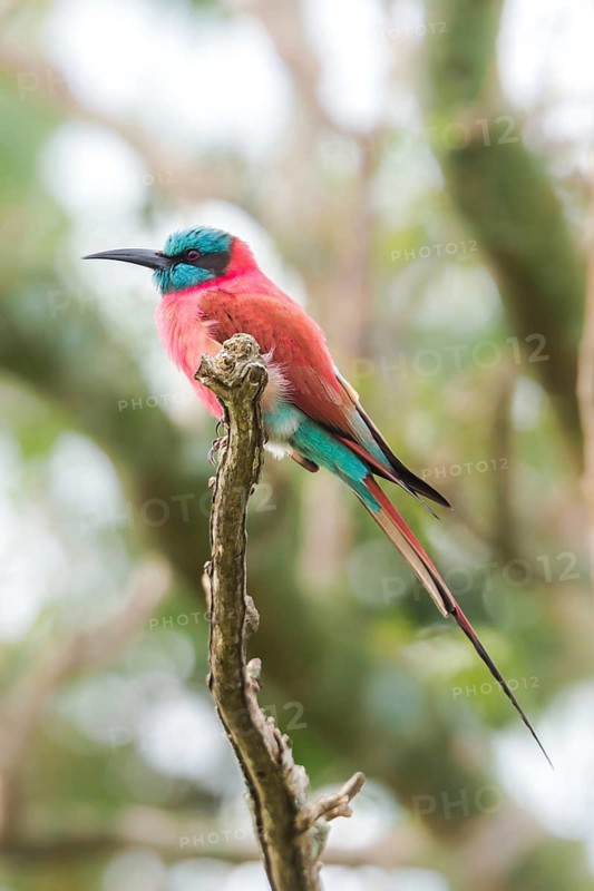 Northern Carmine Bee-eater (Merops nubicus) perched on a branch, Murchinson Falls National Park, Uganda