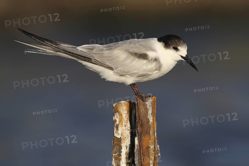 Common Tern-longipennis (Sterna hirundo longipennis), Victoria, Australia