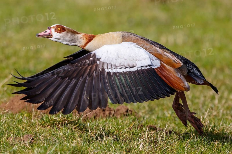 Egyptian Goose (Alopochen aegyptiaca) taking flight, North Rhine-Westphalia, Germany