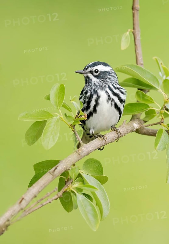 Black-and-white Warbler (Mniotilta varia) perched on a branch, Texas, USA