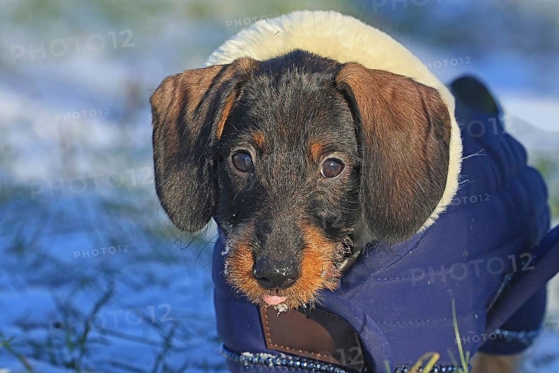 Wire-haired dachshund in winter coat, snow, young animal