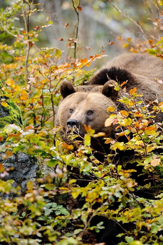 Bear hiding in autumn leaves, perfectly camouflaged, Eurasian brown bear (Ursus arctos arctos), Bavarian Forest National Park