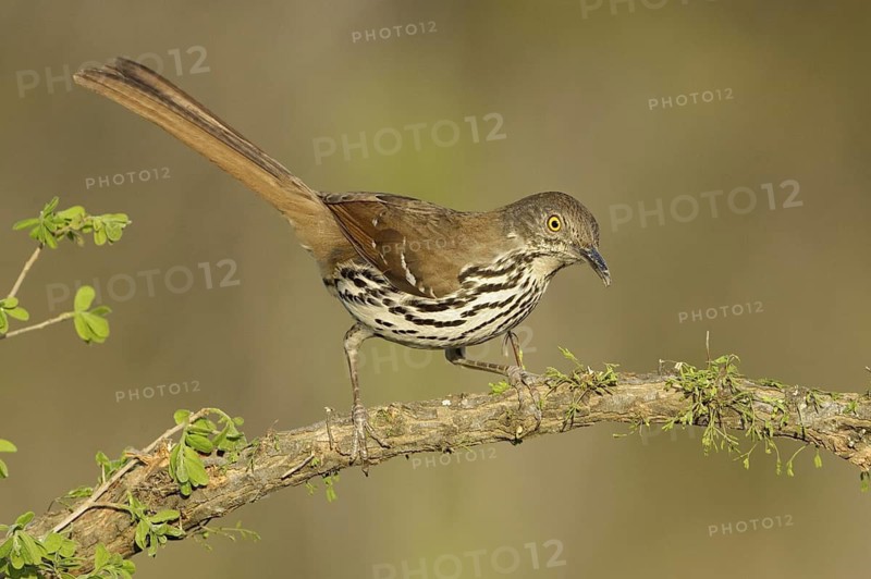 Long-billed Thrasher (Toxostoma longirostre), Texas, USA