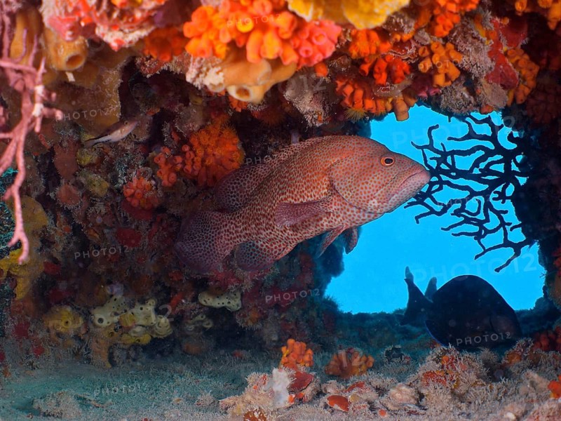 Blood red jewelled perch (Cephalopholis cruentata)
