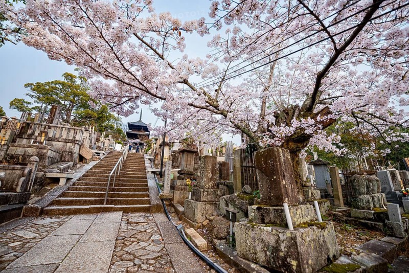 Cemetery and cherry blossom at sunset, stairway to three-story pagoda, Konkai-Komyoji Temple, Kurodanicho, Kyoto, Japan