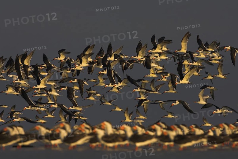 Black Skimmer (Rynchops niger), Florida, USA