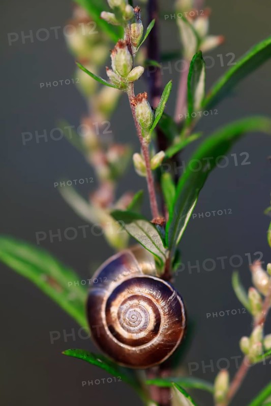 Small snails on a summer meadow, Saxony, Germany