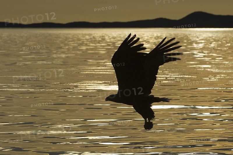 White-tailed Eagle (Haliaeetus albicilla) flying, Mecklenburg-Western Pomerania, Germany