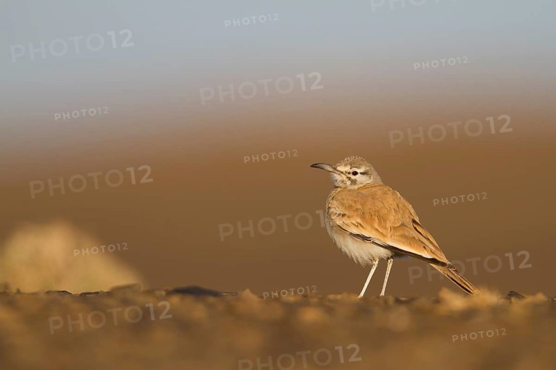 Greater Hoopoe Lark - Wüstenläuferlerche - Alaemon alaudipes ssp. alaudipes, Morocco