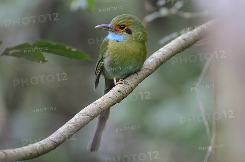 Blue-throated Motmot (Aspatha gularis), Guatemala
