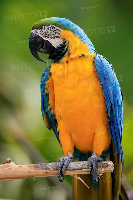 Yellow-breasted Macaw (Ara ararauna), adult, on wait, South America