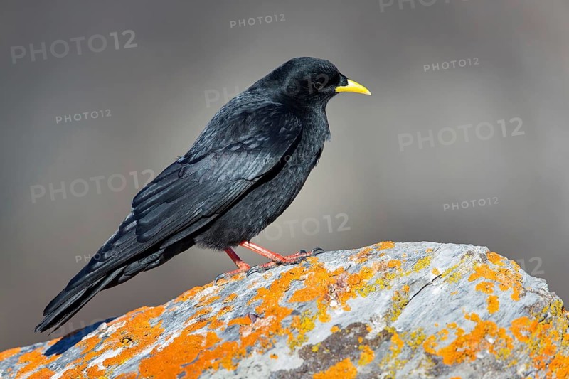 Alpine chough, (Pyrrhocorax graculus), animals, birds, ravens, jackdaw, family of corvids, stands on rocks, lichens, Gemmi Pass, Valais, Switzerland