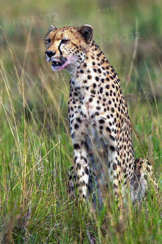 Cheetah (Acinonyx jubatus), Masai Mara National Park, Kenya