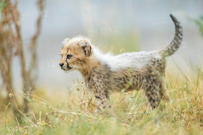 Cheetah (Acinonyx jubatus) youngster standing on a meadow, captive, occurrence Africa