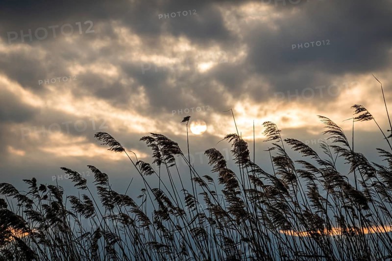 Reeds silhouettes against a cloudy sky at sunset in Geneva, Swiss. The sun peers through, casting a golden glow and enhancing the moody atmosphere of the natural landscape