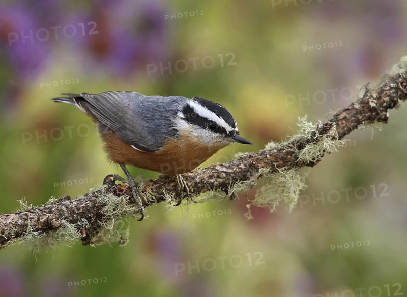 Red-breasted Nuthatch (Sitta canadensis), Saskatchewan, Canada